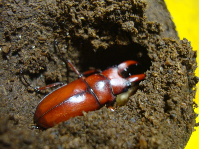 按此在新視窗瀏覽圖片