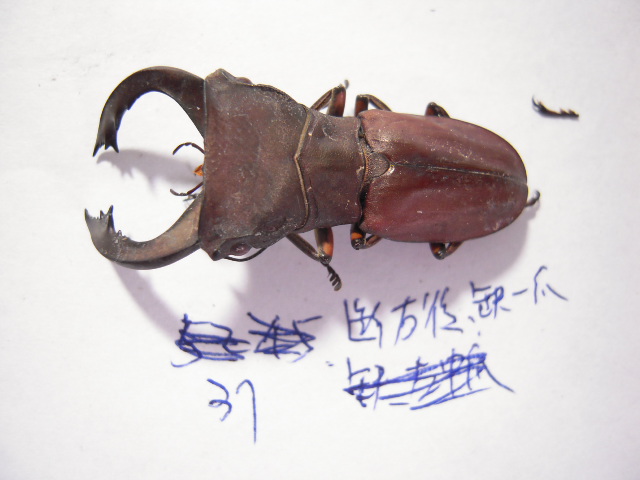 «ö¦¹¦b·sµøµ¡ÂsÄý¹Ï¤ù