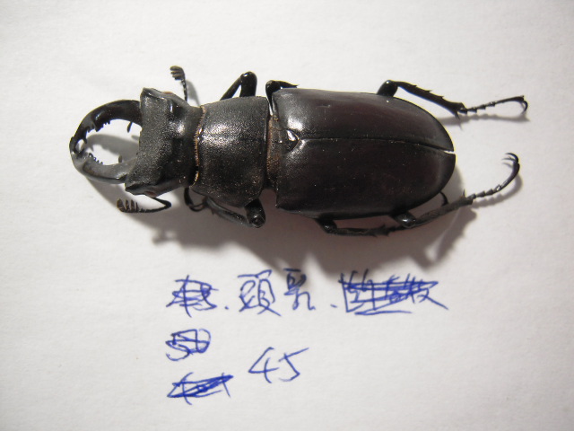 «ö¦¹¦b·sµøµ¡ÂsÄý¹Ï¤ù