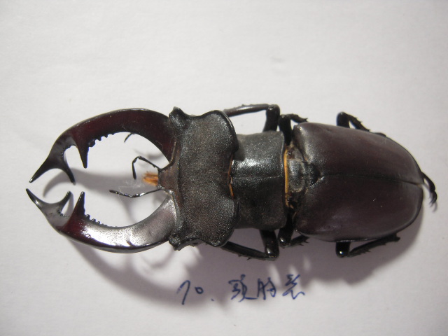 «ö¦¹¦b·sµøµ¡ÂsÄý¹Ï¤ù