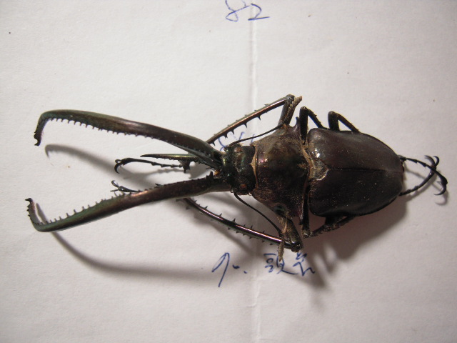 «ö¦¹¦b·sµøµ¡ÂsÄý¹Ï¤ù