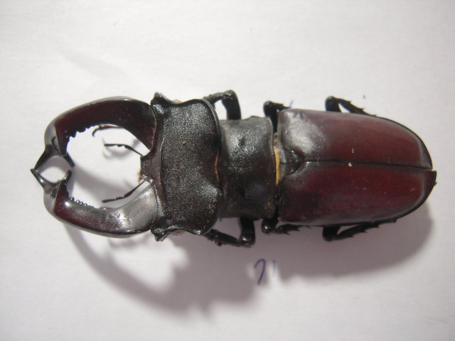 «ö¦¹¦b·sµøµ¡ÂsÄý¹Ï¤ù