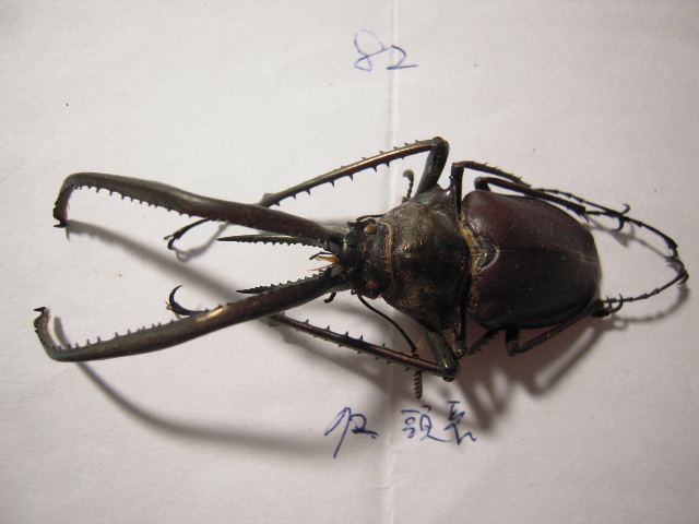 «ö¦¹¦b·sµøµ¡ÂsÄý¹Ï¤ù