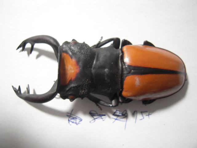 «ö¦¹¦b·sµøµ¡ÂsÄý¹Ï¤ù