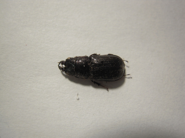 «ö¦¹¦b·sµøµ¡ÂsÄý¹Ï¤ù