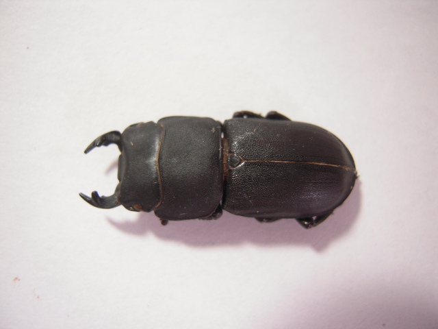 «ö¦¹¦b·sµøµ¡ÂsÄý¹Ï¤ù