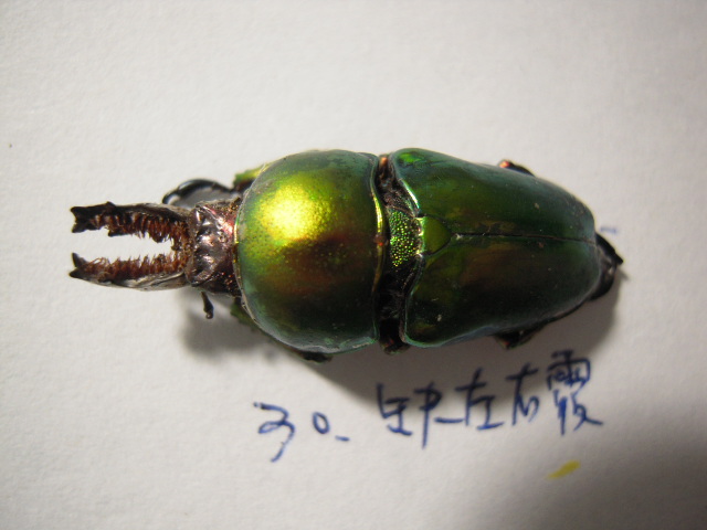 «ö¦¹¦b·sµøµ¡ÂsÄý¹Ï¤ù