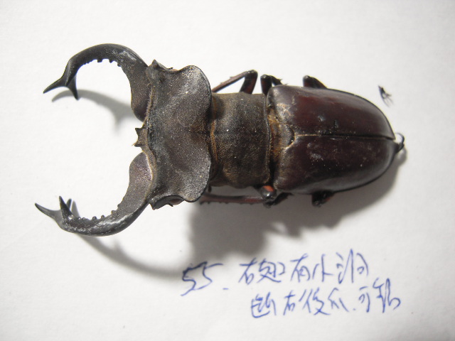 «ö¦¹¦b·sµøµ¡ÂsÄý¹Ï¤ù