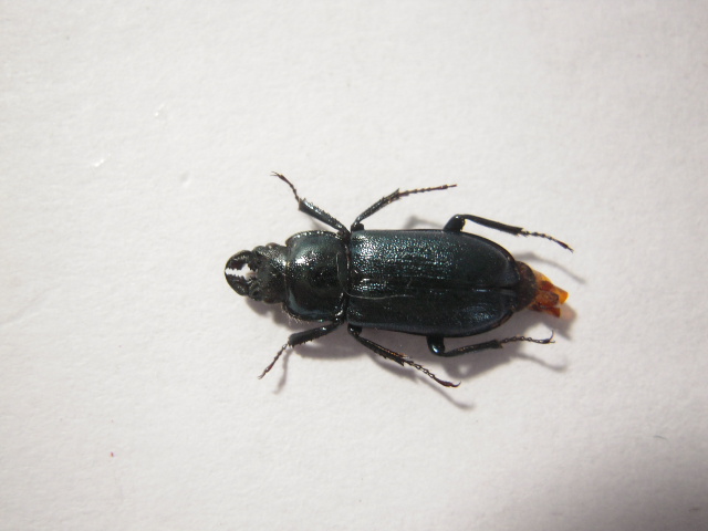 «ö¦¹¦b·sµøµ¡ÂsÄý¹Ï¤ù