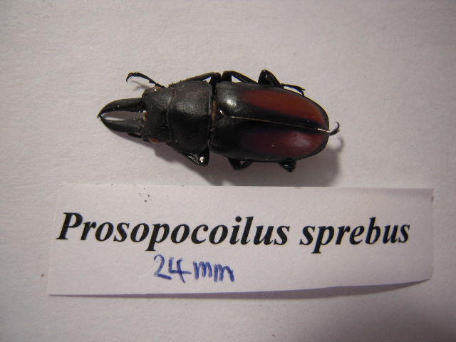 «ö¦¹¦b·sµøµ¡ÂsÄý¹Ï¤ù