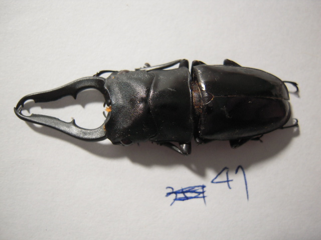 «ö¦¹¦b·sµøµ¡ÂsÄý¹Ï¤ù