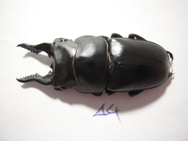 «ö¦¹¦b·sµøµ¡ÂsÄý¹Ï¤ù