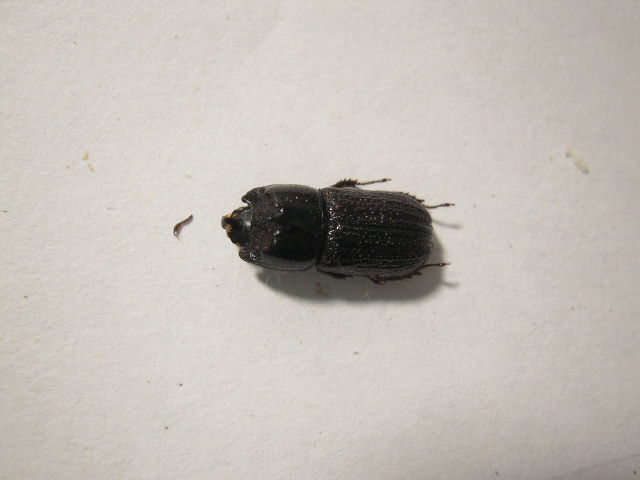 «ö¦¹¦b·sµøµ¡ÂsÄý¹Ï¤ù