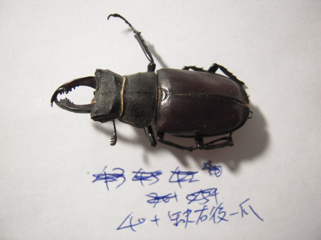 «ö¦¹¦b·sµøµ¡ÂsÄý¹Ï¤ù