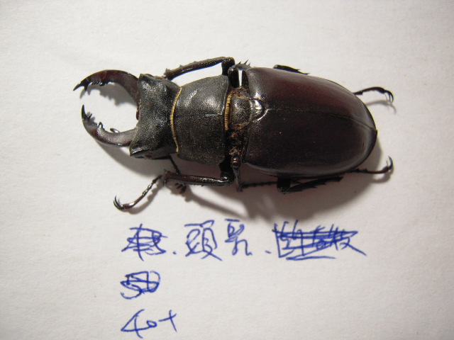 «ö¦¹¦b·sµøµ¡ÂsÄý¹Ï¤ù