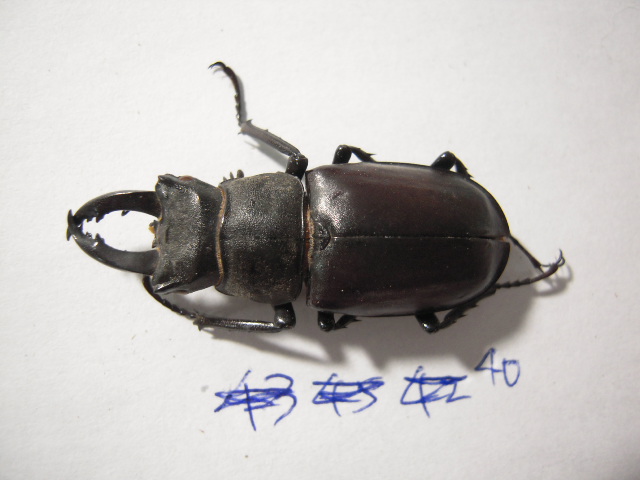 «ö¦¹¦b·sµøµ¡ÂsÄý¹Ï¤ù