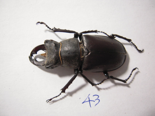 «ö¦¹¦b·sµøµ¡ÂsÄý¹Ï¤ù