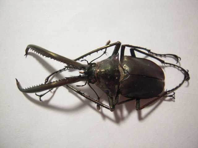 «ö¦¹¦b·sµøµ¡ÂsÄý¹Ï¤ù