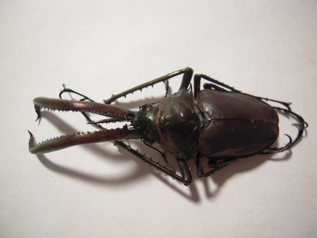 «ö¦¹¦b·sµøµ¡ÂsÄý¹Ï¤ù