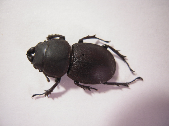 «ö¦¹¦b·sµøµ¡ÂsÄý¹Ï¤ù