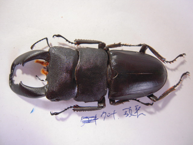 «ö¦¹¦b·sµøµ¡ÂsÄý¹Ï¤ù