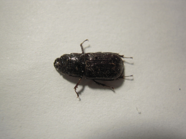 «ö¦¹¦b·sµøµ¡ÂsÄý¹Ï¤ù