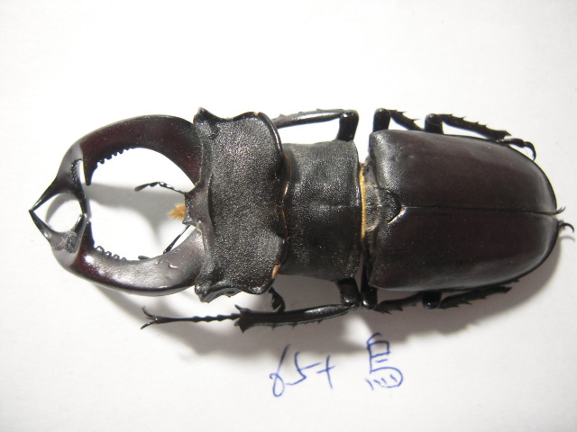 «ö¦¹¦b·sµøµ¡ÂsÄý¹Ï¤ù