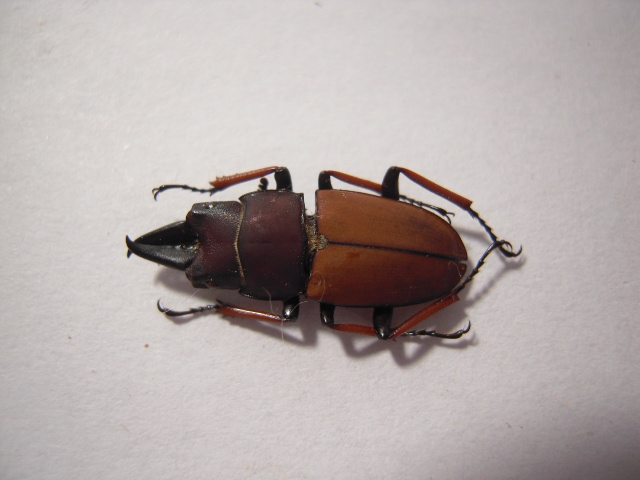 «ö¦¹¦b·sµøµ¡ÂsÄý¹Ï¤ù