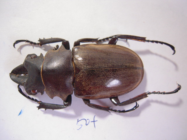 «ö¦¹¦b·sµøµ¡ÂsÄý¹Ï¤ù