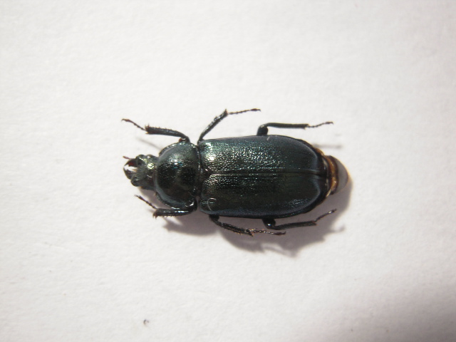 «ö¦¹¦b·sµøµ¡ÂsÄý¹Ï¤ù