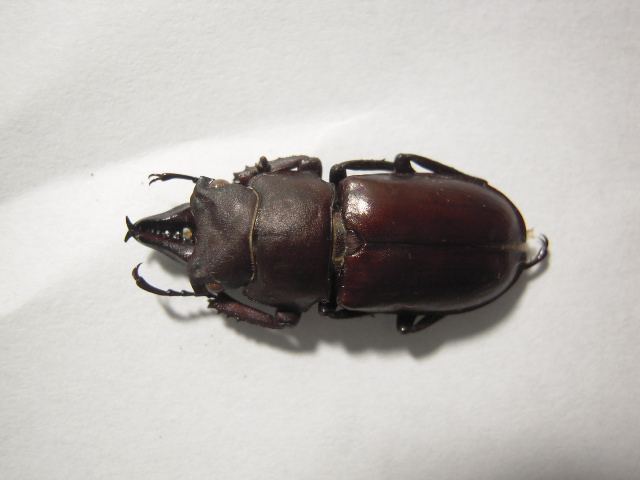 «ö¦¹¦b·sµøµ¡ÂsÄý¹Ï¤ù