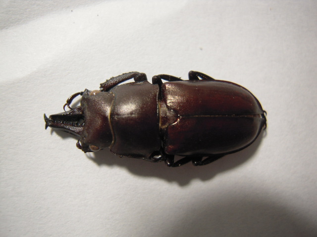 «ö¦¹¦b·sµøµ¡ÂsÄý¹Ï¤ù