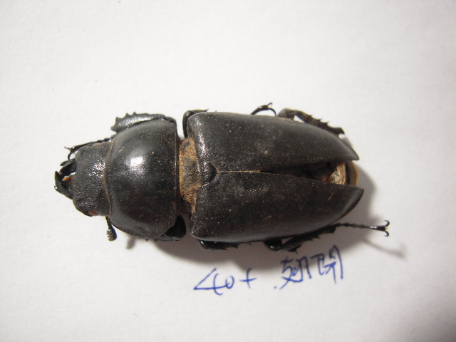 «ö¦¹¦b·sµøµ¡ÂsÄý¹Ï¤ù