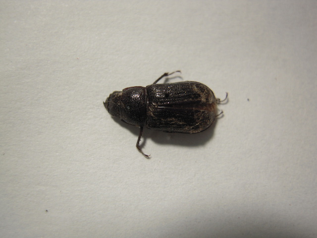 «ö¦¹¦b·sµøµ¡ÂsÄý¹Ï¤ù