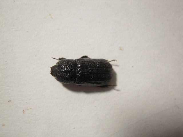 «ö¦¹¦b·sµøµ¡ÂsÄý¹Ï¤ù