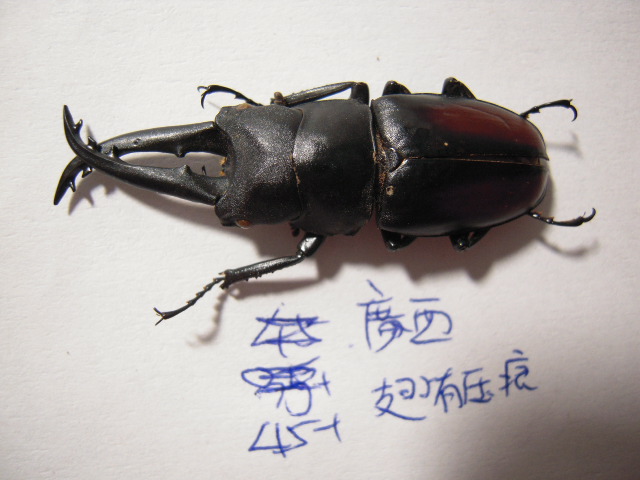 «ö¦¹¦b·sµøµ¡ÂsÄý¹Ï¤ù