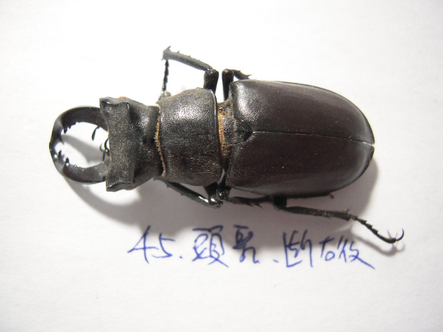 «ö¦¹¦b·sµøµ¡ÂsÄý¹Ï¤ù