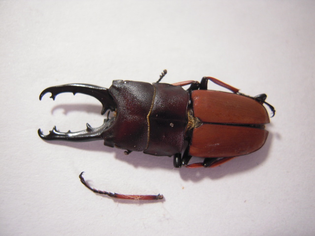 «ö¦¹¦b·sµøµ¡ÂsÄý¹Ï¤ù