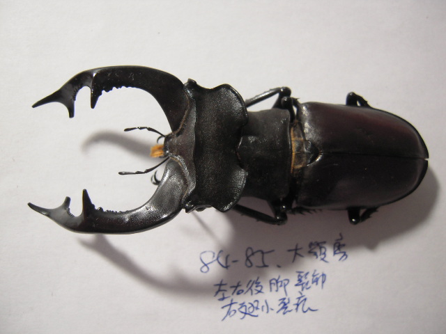 «ö¦¹¦b·sµøµ¡ÂsÄý¹Ï¤ù