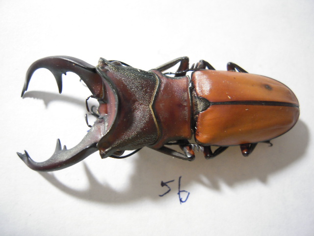 «ö¦¹¦b·sµøµ¡ÂsÄý¹Ï¤ù