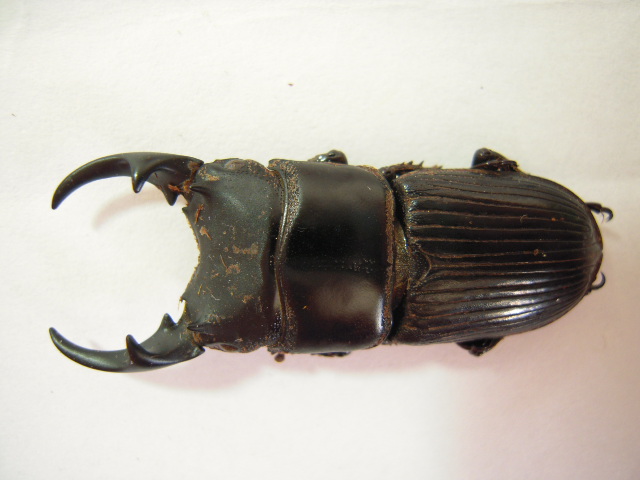 «ö¦¹¦b·sµøµ¡ÂsÄý¹Ï¤ù