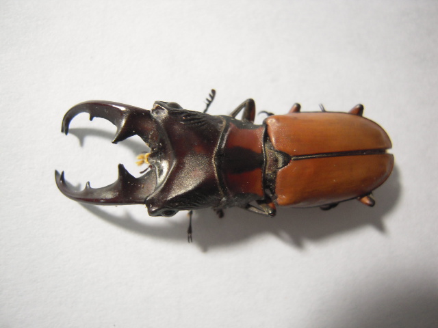 «ö¦¹¦b·sµøµ¡ÂsÄý¹Ï¤ù