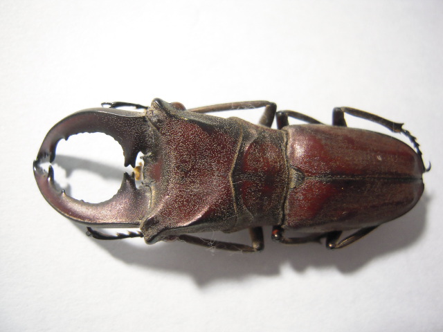 «ö¦¹¦b·sµøµ¡ÂsÄý¹Ï¤ù