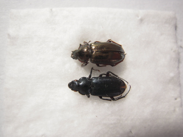 «ö¦¹¦b·sµøµ¡ÂsÄý¹Ï¤ù