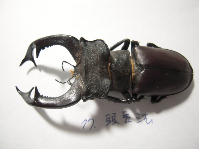 «ö¦¹¦b·sµøµ¡ÂsÄý¹Ï¤ù