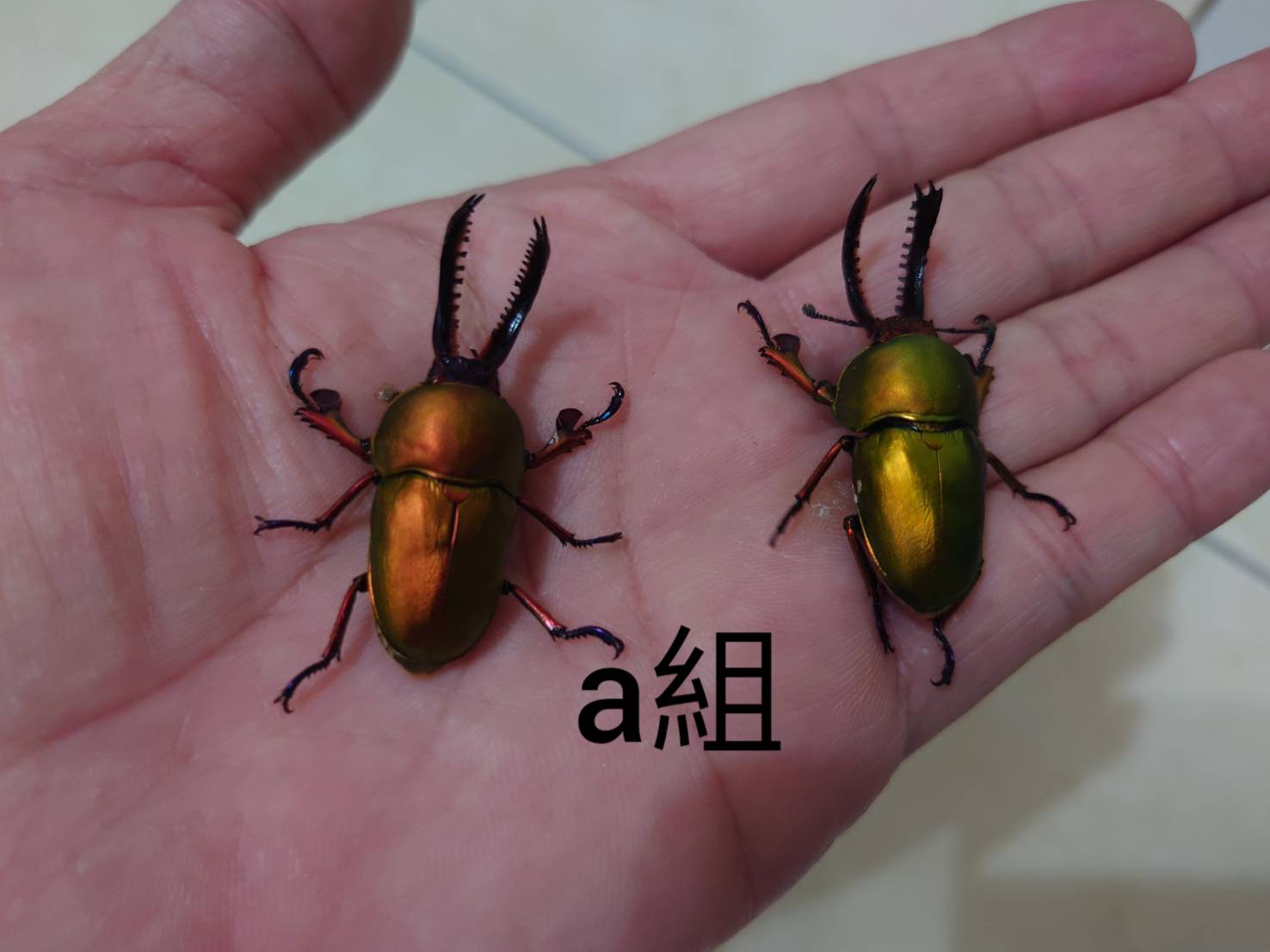 «ö¦¹¦b·sµøµ¡ÂsÄý¹Ï¤ù