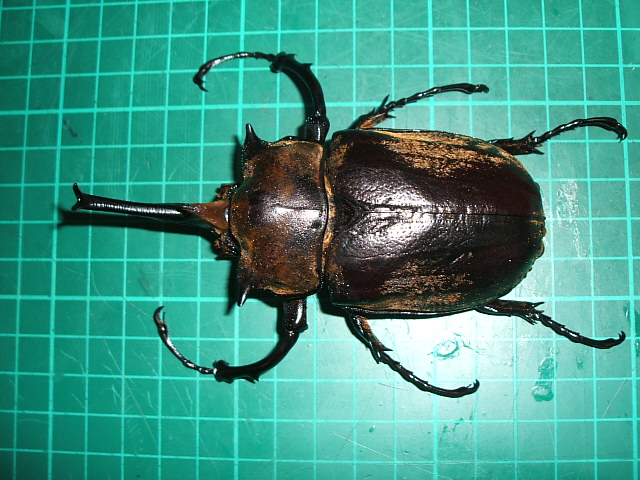 按此在新視窗瀏覽圖片