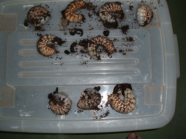 按此在新視窗瀏覽圖片