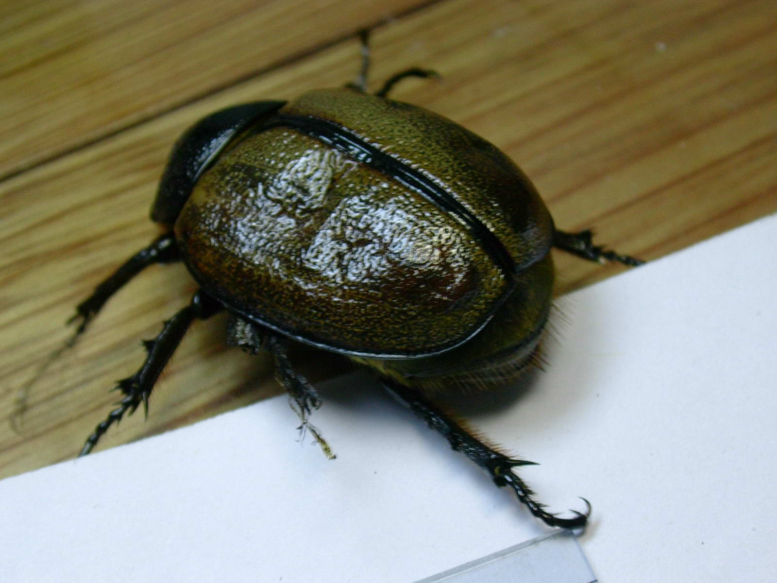 按此在新視窗瀏覽圖片