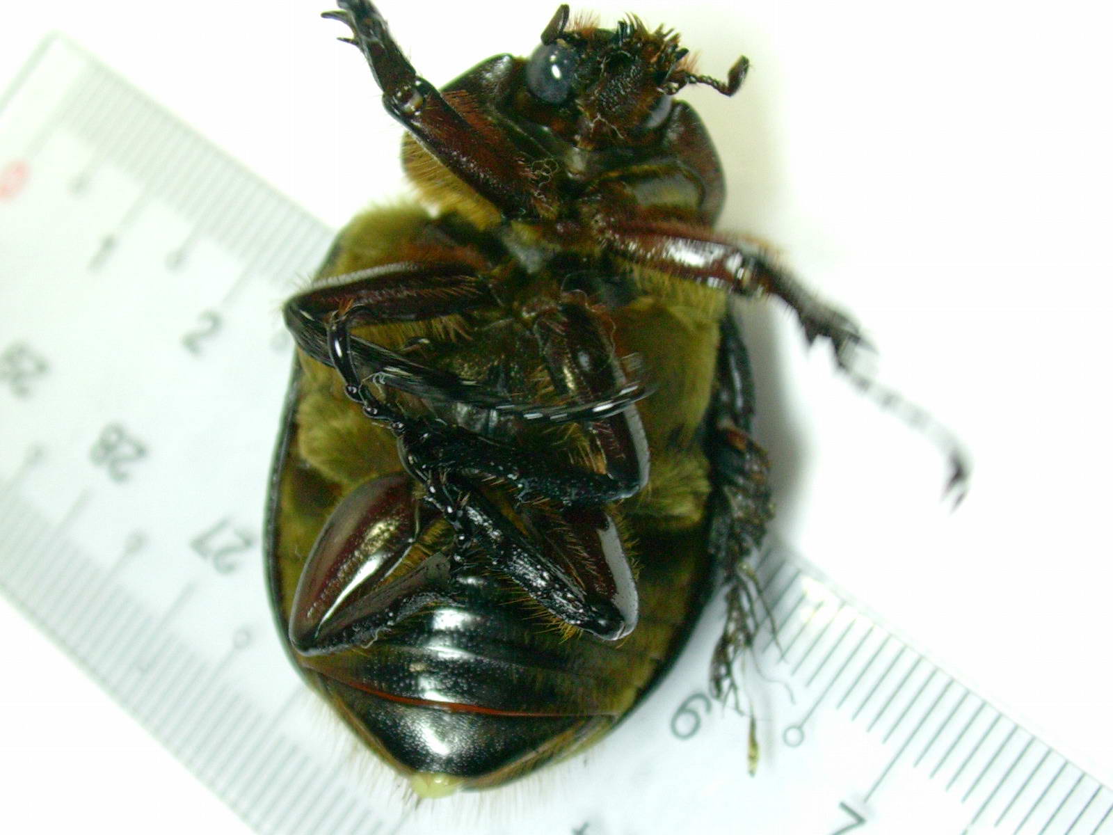 按此在新視窗瀏覽圖片